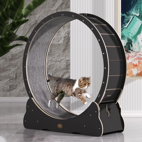 Cat exercise wheel petsmart best sale